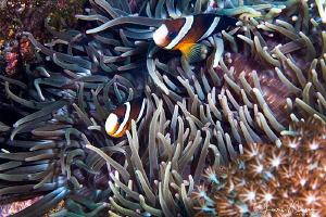 Clark's Anemonefish in Anemones/Photographed with a Canon... by Laurie Slawson 